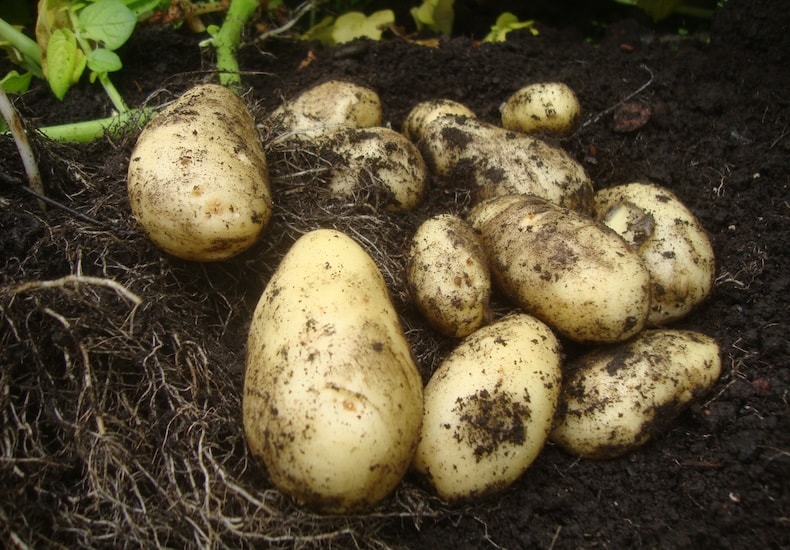 Freshly harvested potatoes on ground