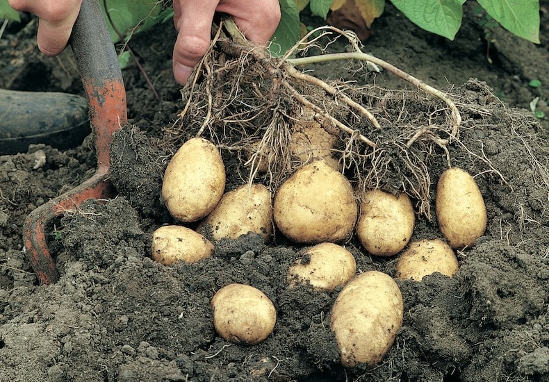 Harvesting potatoes out of ground