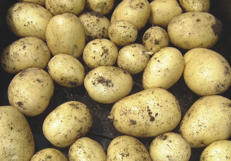 Collection of small potatoes on ground