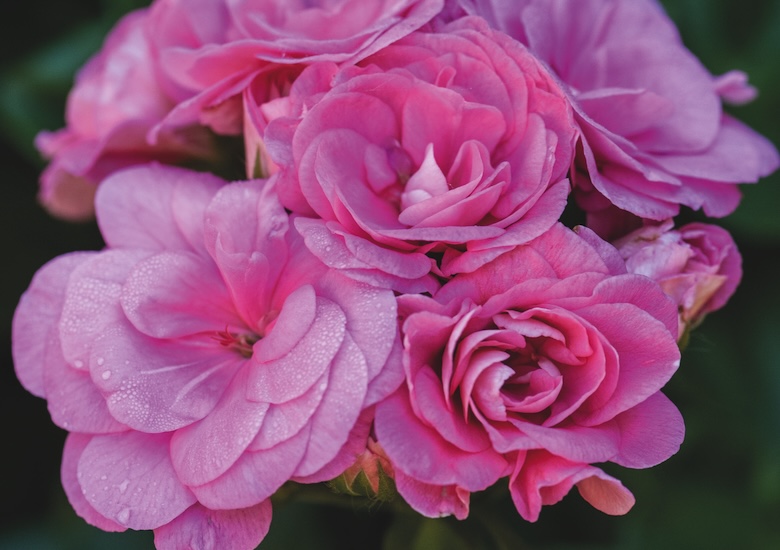 pink geranium