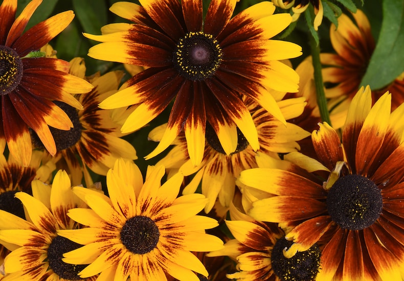 Yellow and red rudbeckia flowers