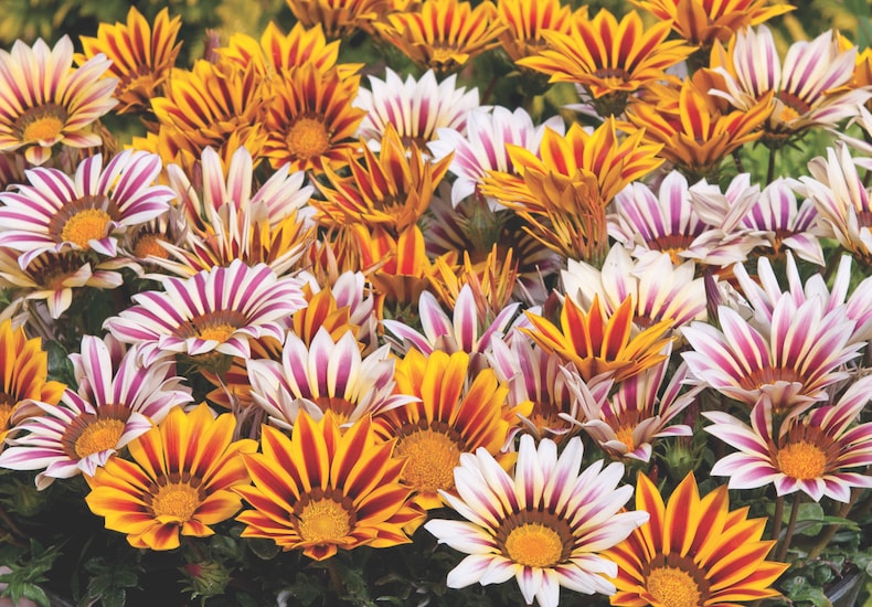 Striped gazania flowers with yellow and pink stripy floewrs