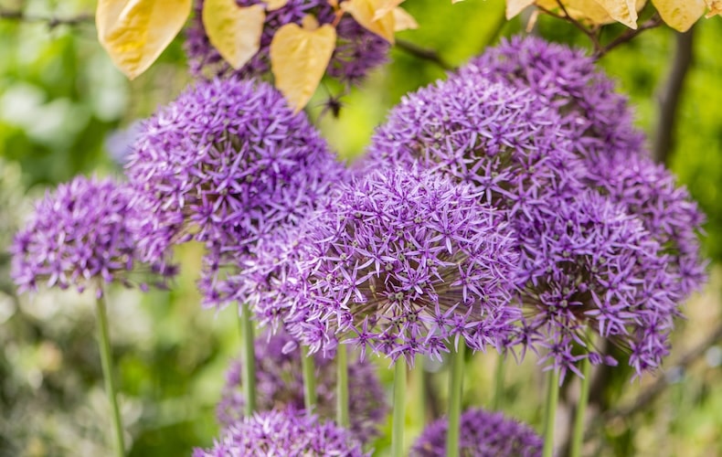 allium purple sensation