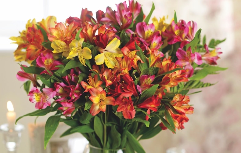 alstromeria