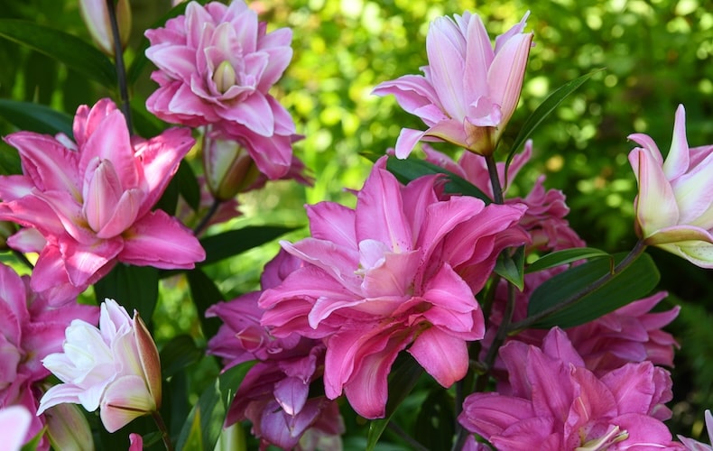 oriental lily