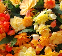 Begonia 'Apricot Shades Improved' from Thompson & Morgan
