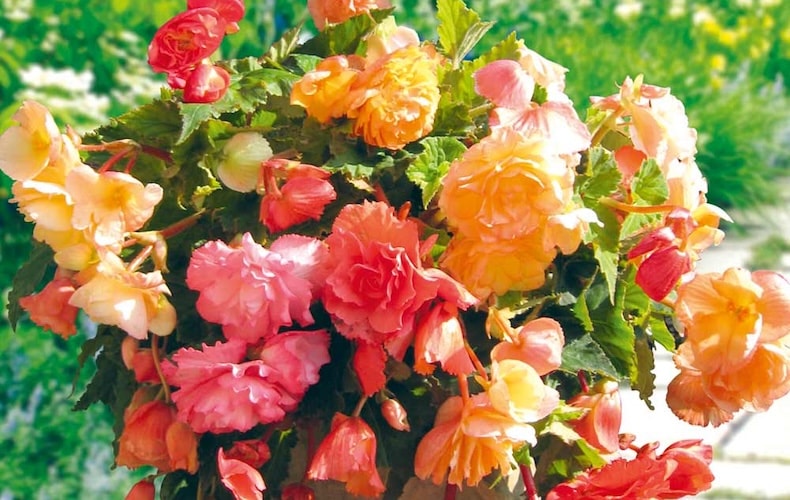 begonia parisienne