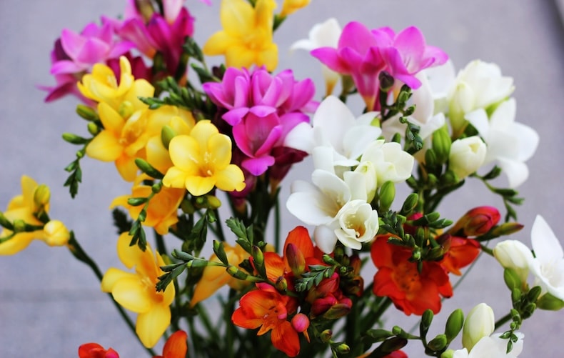 freesia mixed