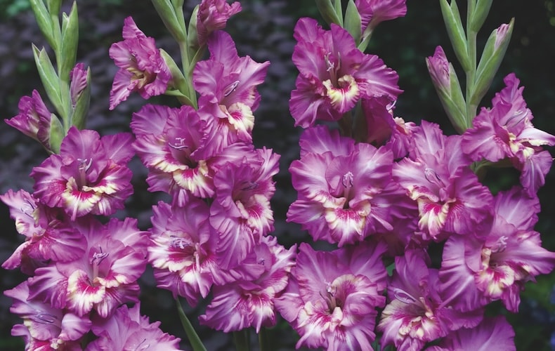 gladioulus tango