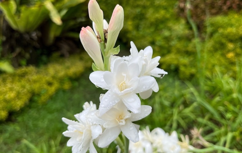 polianthes the pearl