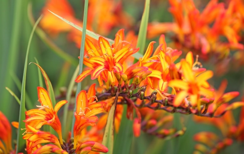 crocosmia firestarter