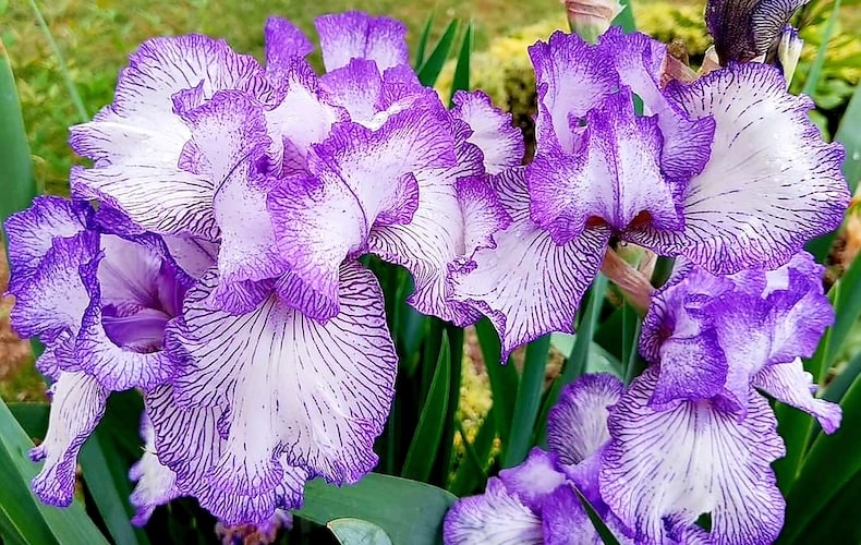 iris autumn circus