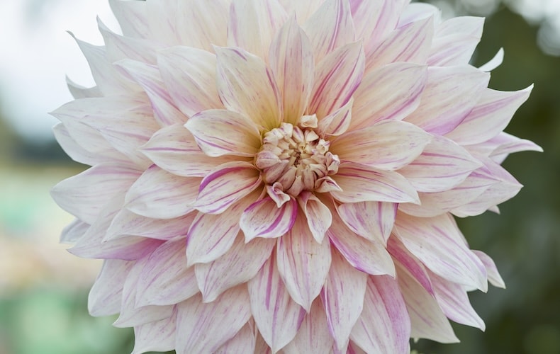 dahlia cafe au lait twist