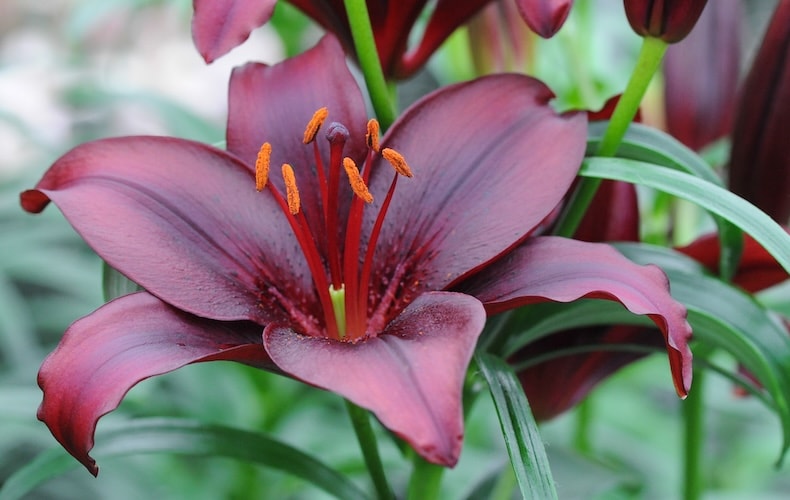 lily black jewel