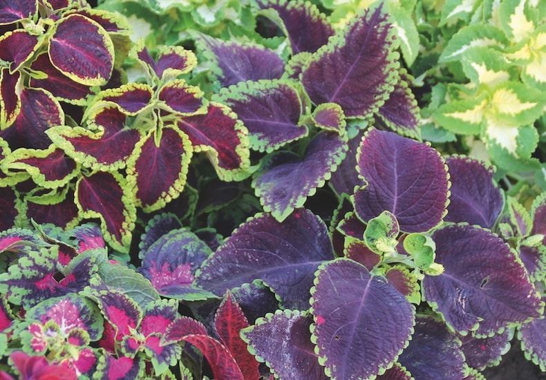 coleus