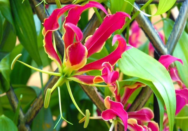 glory lily