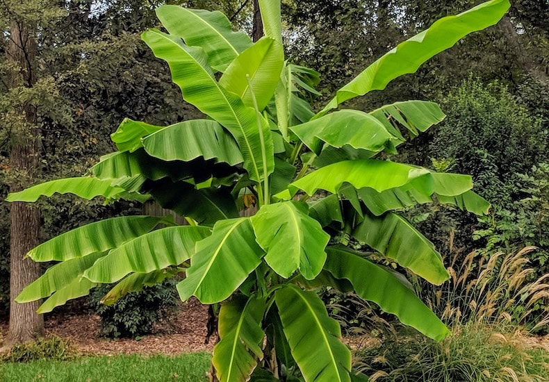 musa bajoo