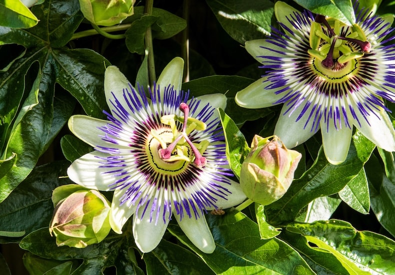 Passiflora caerulea - passionflower