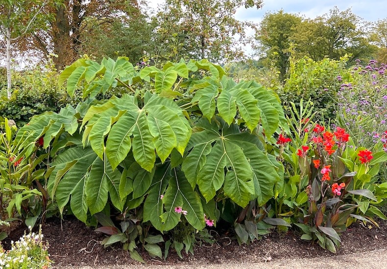 Tetrapanax papyrifer 'Rex'