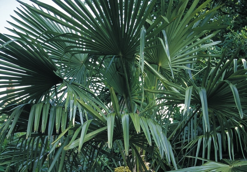 trachycarpus fortunie
