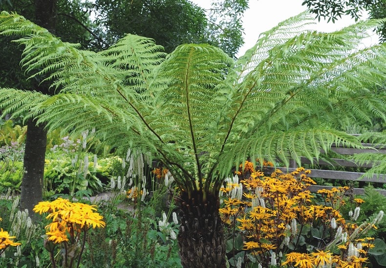 tree fern