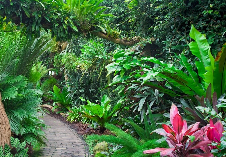 tropical plants in a UK garden
