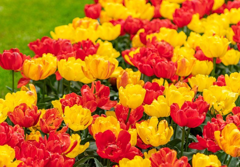 Tulip 'Baby Blend' from T&M
