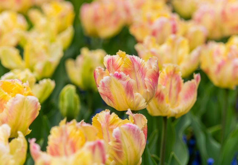 Tulip 'Blushing Parrot' from T&M