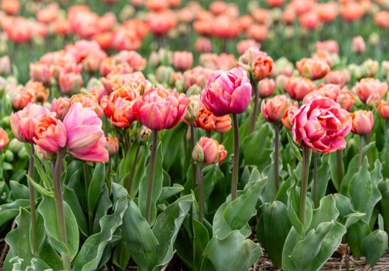 Tulip 'Coral Ruffles' from T&M