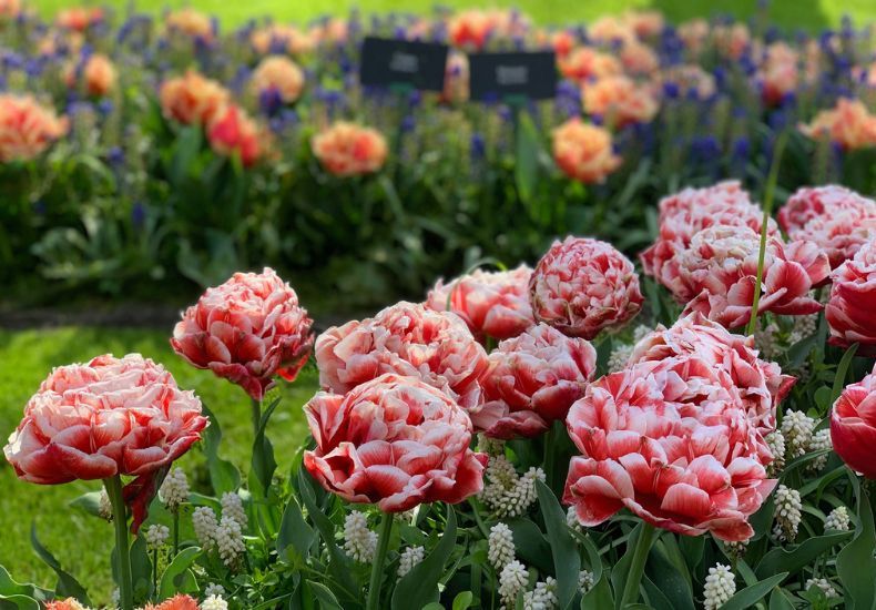 Tulip 'Coventry' from T&M
