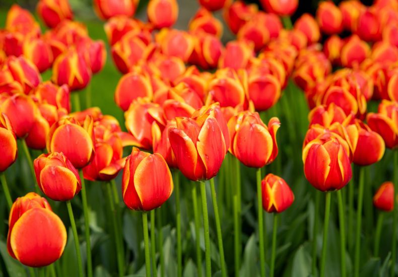 Tulip 'Dafeng' from T&M