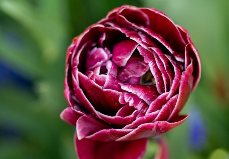 Tulip 'Dream Touch' from T&M