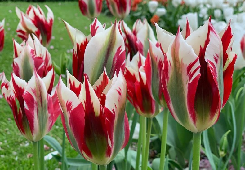 Tulip 'Flaming Spring Green' from T&M