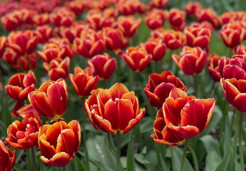 Tulip 'High Rola' from T&M