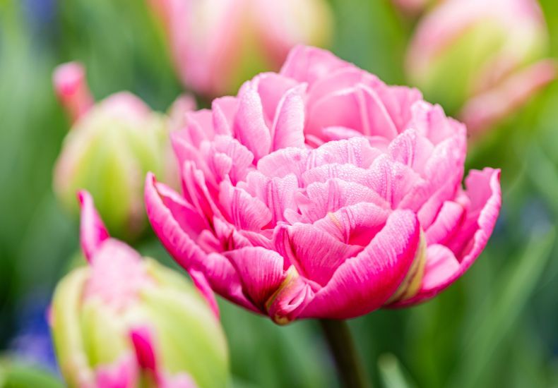 Tulip 'Strawberry Cream' from T&M