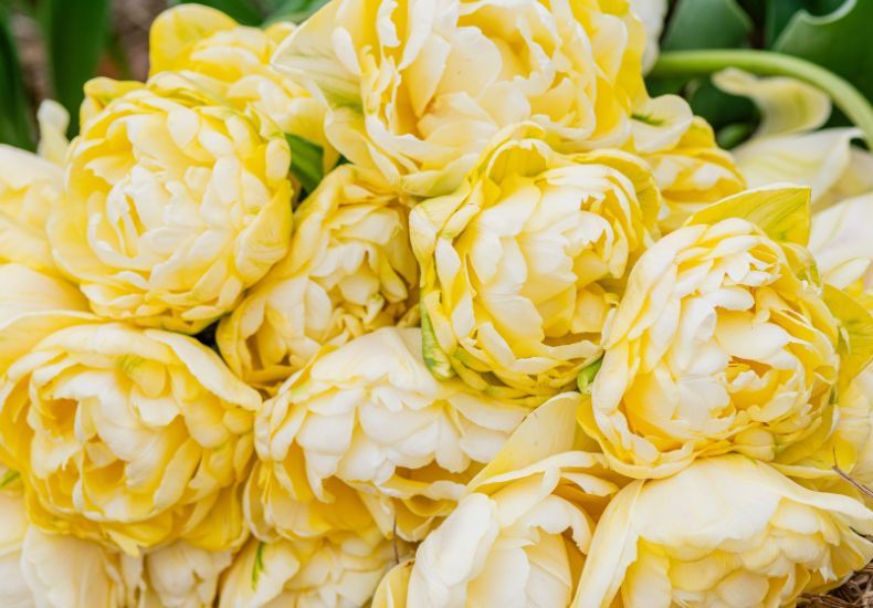 Tulip 'Wedding Dream' from T&M
