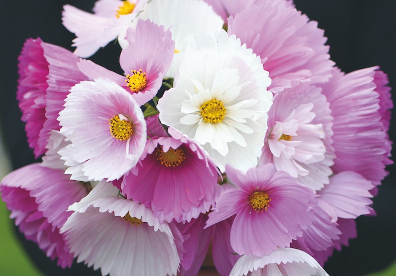 Bunch of pink, purple and white cosmos flowers