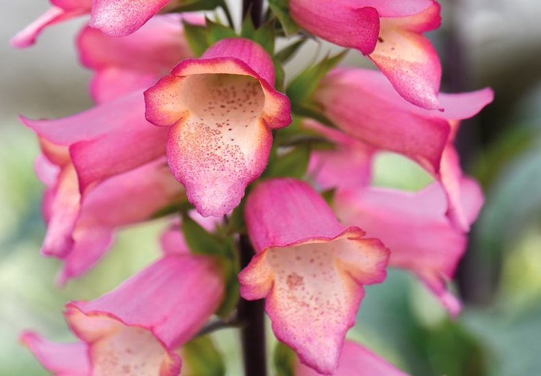 Pink foxglove with yellow centre