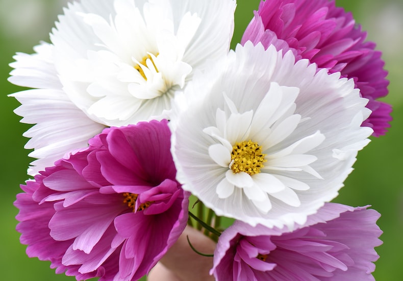 Pink, purple and white cosmos