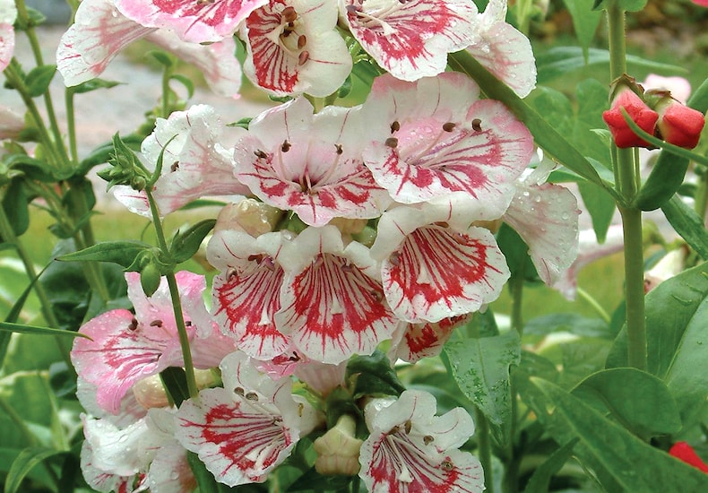 Pink and white striped penstemon flowers
