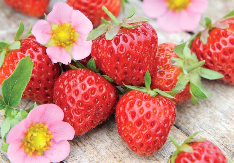 Red strawberries with flowers