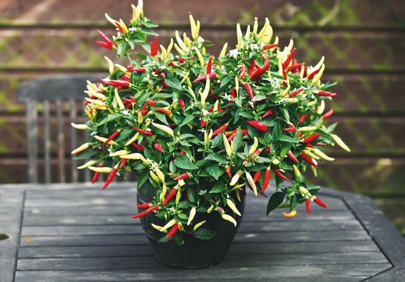 chilli basket of fire