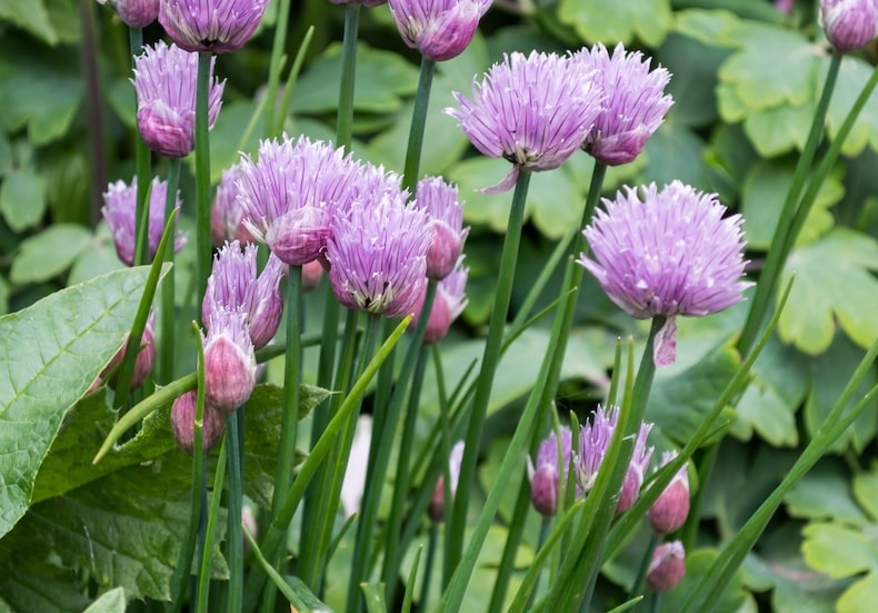 chive flowers