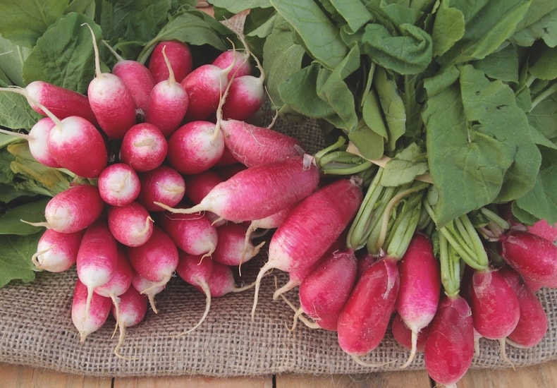 radish french breakfast francis