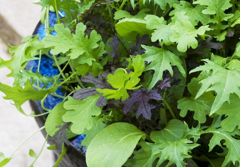 salad leaves speedy mix