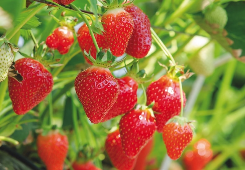 strawberry flamenco