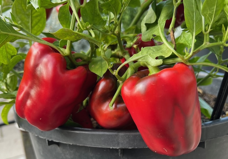 sweet-pepper-virtue