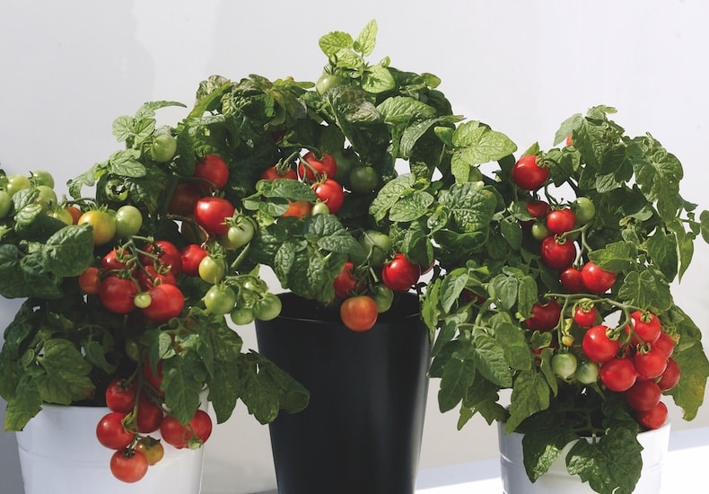 tomato balconi-red