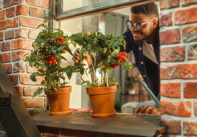 top ten windowboxe crops
