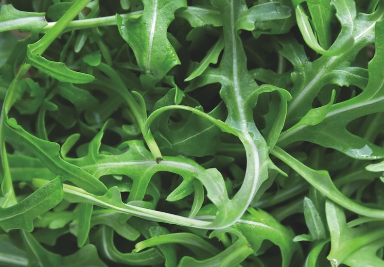wild rocket